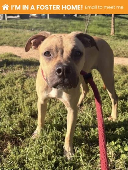 Photo of Jello Salad 5 (Lil Gracie), adoptable dog in Baltimore, Maryland