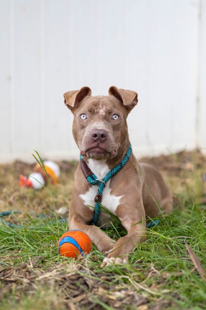 Photo of Yesbubble, adoptable dog in Chamblee, Georgia