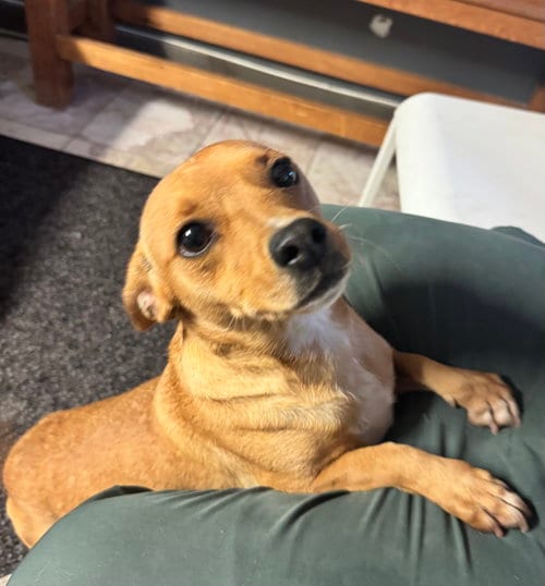 Photo of Louise, adoptable Chihuahua in Leavenworth, Kansas