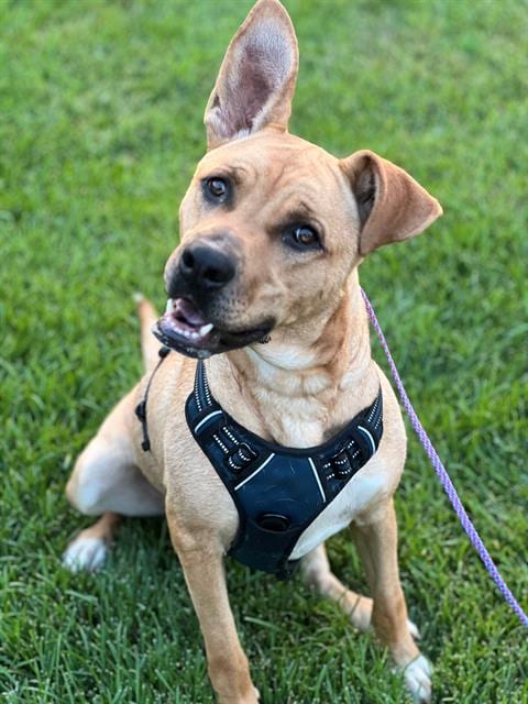 Photo of Bishop- In Foster, adoptable German Shepherd Dog in Redlands, California