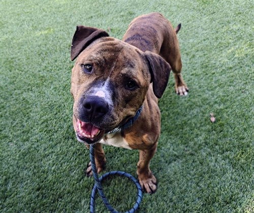 Photo of Tigger, adoptable Pit Bull Terrier in San Jose, California