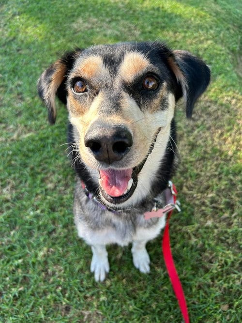 Photo of Heidi, adoptable Shepherd in San Diego, California