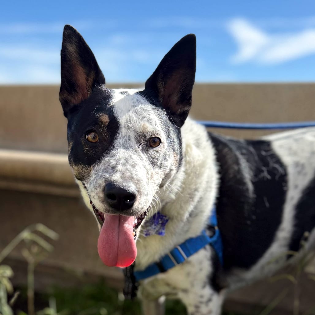 Photo of Wendell, adoptable Cattle Dog / Mix in San Francisco, California