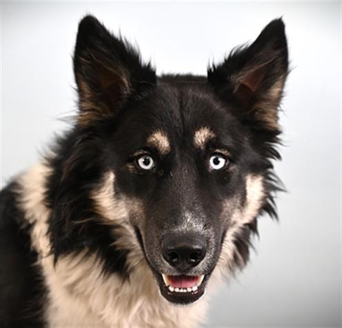 Photo of Breeze, adoptable Border Collie in Fort Collins, Colorado