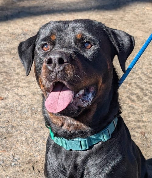 Photo of Clyde, adoptable Rottweiler in Hillsboro, New Hampshire