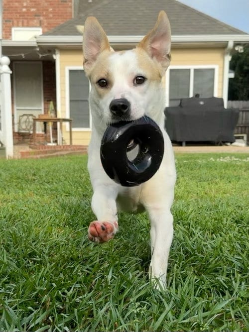 Photo of Banjo - tornado of fun, adoptable Dachshund in Oakhurst, New Jersey
