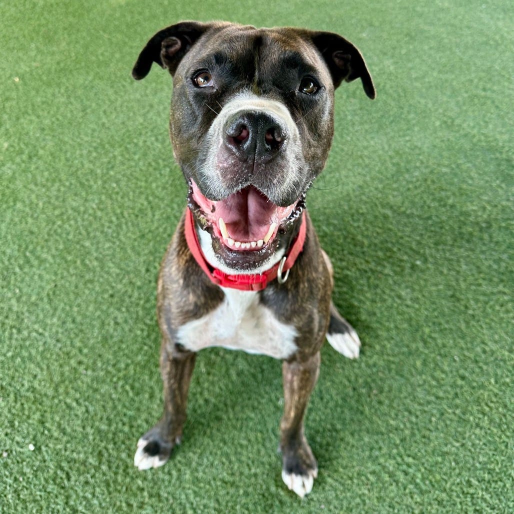 Photo of Bruno, adoptable Boxer / Mixed Breed (Large) in Riverside, California