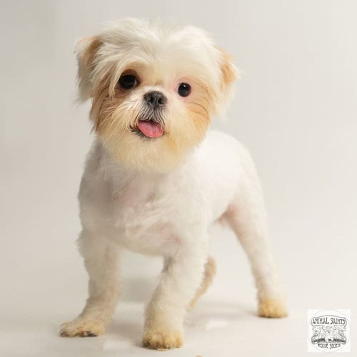 Photo of Izzy, adoptable Shih Tzu in Fort Montgomery, New York