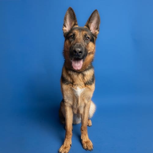 Photo of Pogo, adoptable German Shepherd Dog in Rowlett, Texas