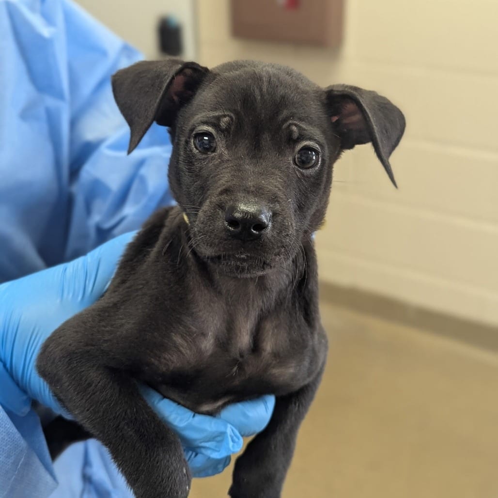 Photo of Porter, adoptable Retriever, Labrador / Mix in San Antonio, Texas