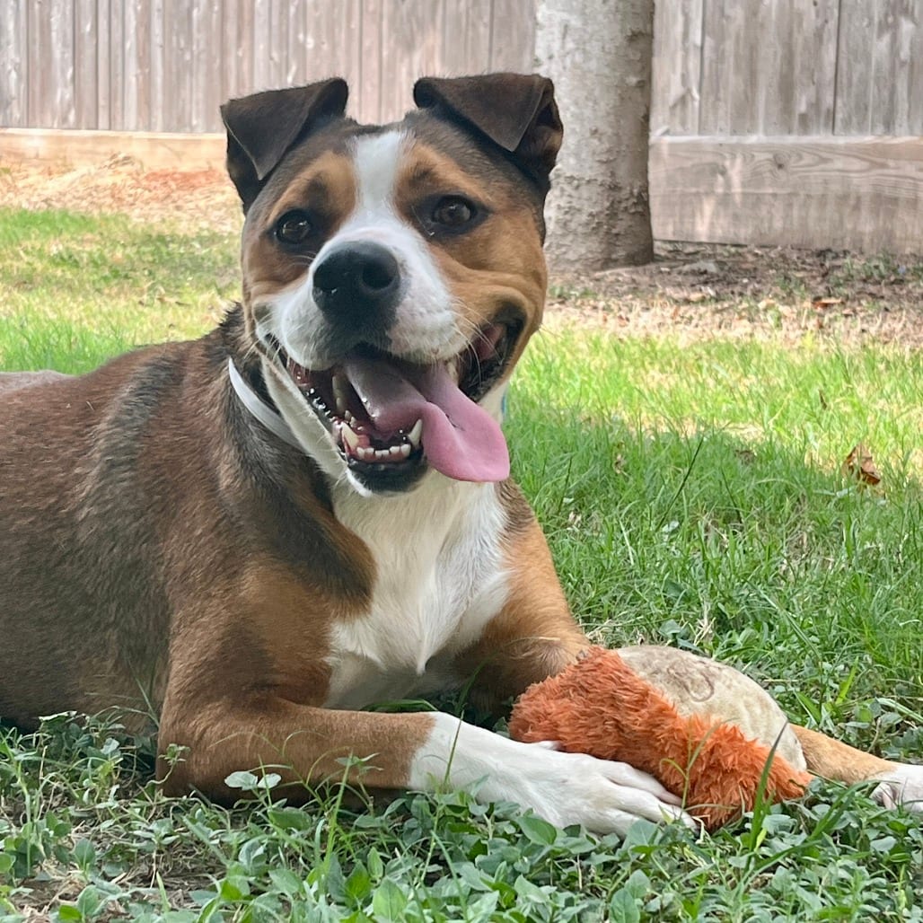 Photo of Caitlin Clark, adoptable Shepherd in Houston, Texas