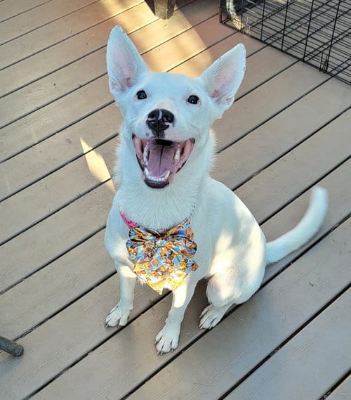 Photo of Ana Lucia, adoptable Cattle Dog in Sandy, Utah