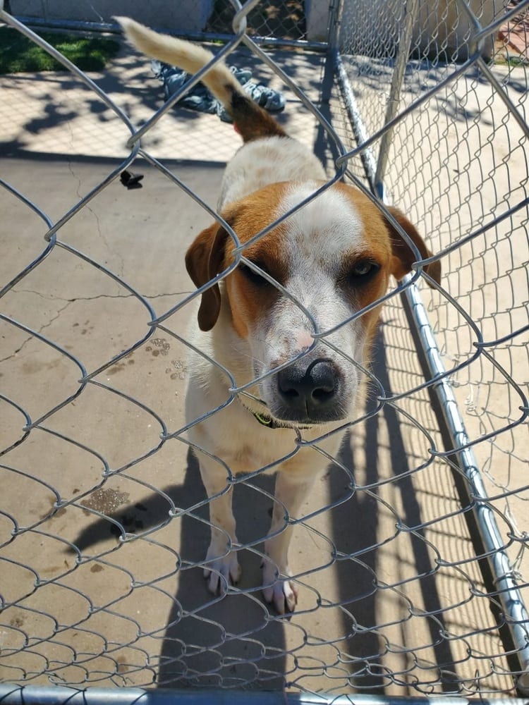 Photo of Goofy, adoptable Labrador Retriever in Dana Point, California