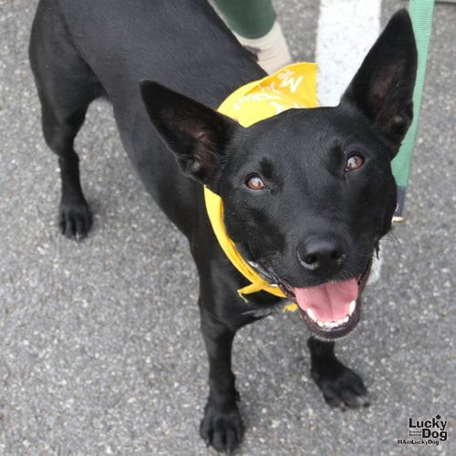 Photo of Trinity, adoptable Australian Cattle Dog/Blue Heeler in Washington, District of Columbia