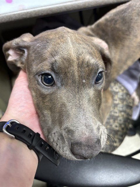 Photo of Mandy, adoptable Pit Bull Terrier in Plano, Texas