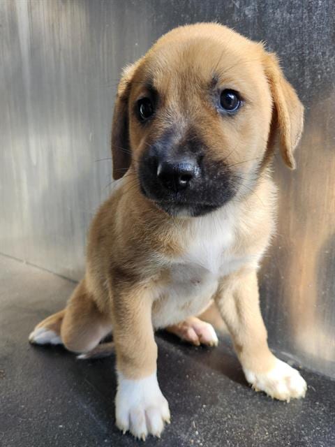 Photo of Honeybee, adoptable Labrador Retriever in San Antonio, Texas
