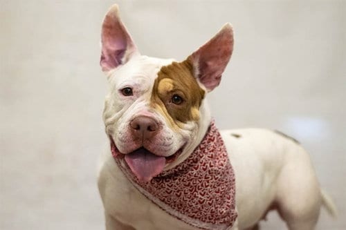 Photo of Valentina, adoptable Terrier in Sanford, Florida