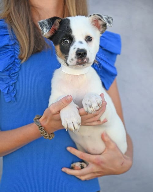 Photo of Penny, adoptable Unknown breed in Rancho Santa Fe, California
