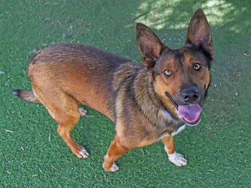 Photo of Biscuit, adoptable German Shepherd Dog in Ojai, California