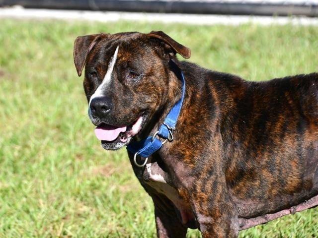 Photo of Dexter, adoptable dog in Palmetto, Florida