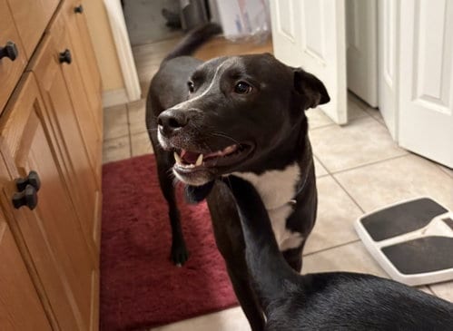 Photo of Tuck, adoptable Dutch Shepherd in Palatka, Florida