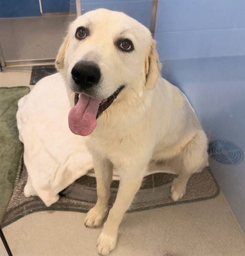 Photo of Asher, adoptable Akbash in Mesa, Arizona