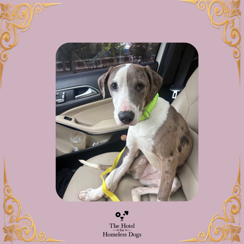 Photo of Calypso, adoptable Catahoula Leopard Dog / Mixed Breed (Medium) in Cumberland, Rhode Island