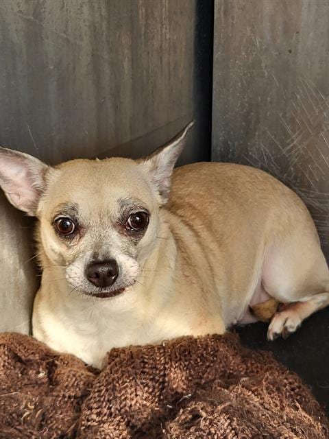 Photo of Senior Dog, adoptable dog in San Antonio, Texas