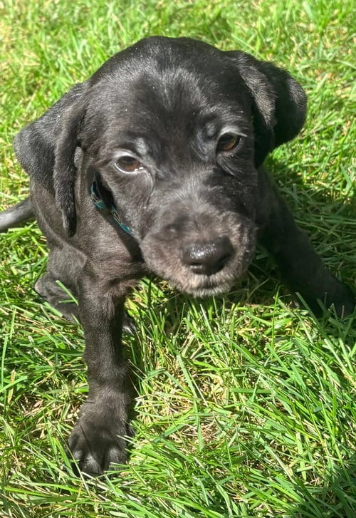 Photo of Iggy, adoptable Cocker Spaniel in Mundelein, Illinois