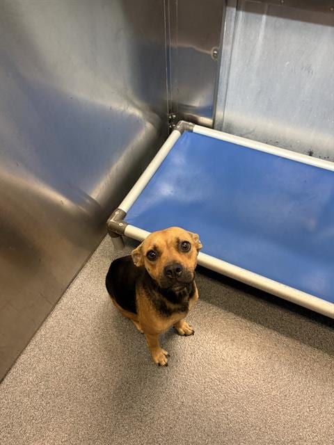 Photo of Lola, adoptable Mixed Breed