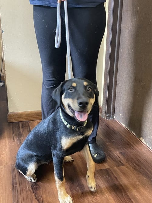 Photo of Quiche, adoptable Labrador Retriever in Mt. Laurel, New Jersey