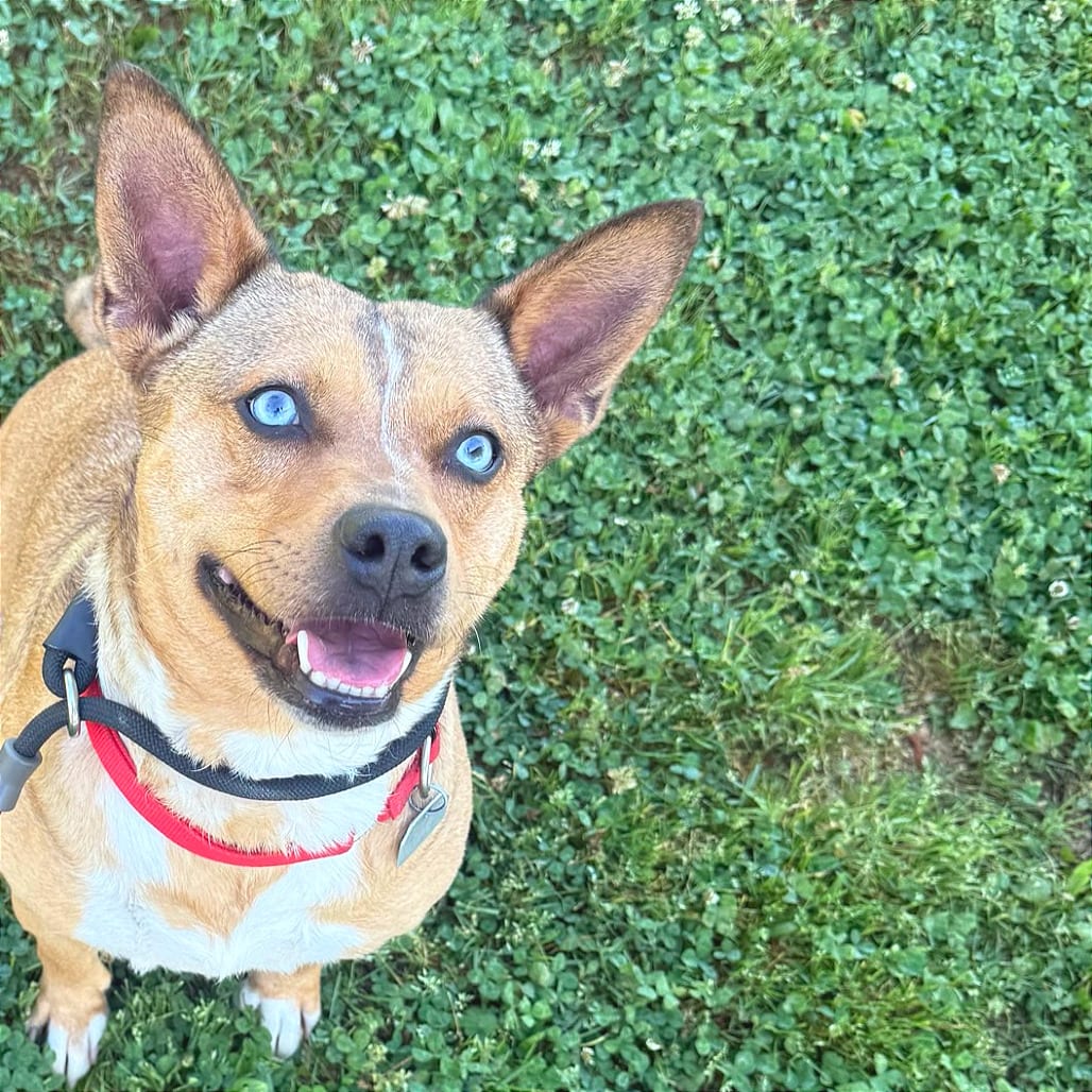 Photo of Persephone, adoptable Mixed Breed (Medium) in Chattanooga, Tennessee