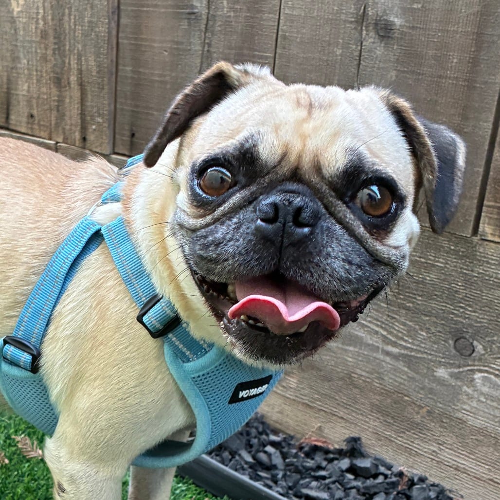 Photo of Frankie, adoptable Pug in California, California