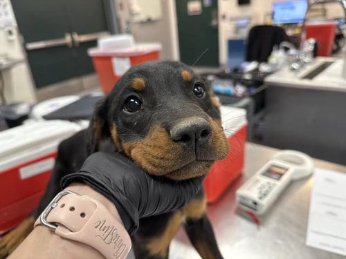 Photo of A1939804, adoptable Rottweiler in Thousand Palms, California