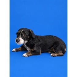 Photo of Pebbles, adoptable Rat Terrier in Doral, Florida