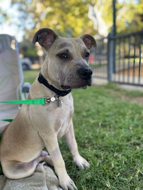 Photo of Arnold, adoptable Pit Bull Terrier in Sacramento, California