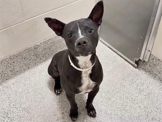 Photo of Dumpling, adoptable Labrador Retriever mix in Houston, Texas