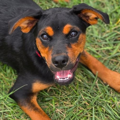 Photo of Habanero, adoptable Unknown breed (medium coat) in Normal, Illinois