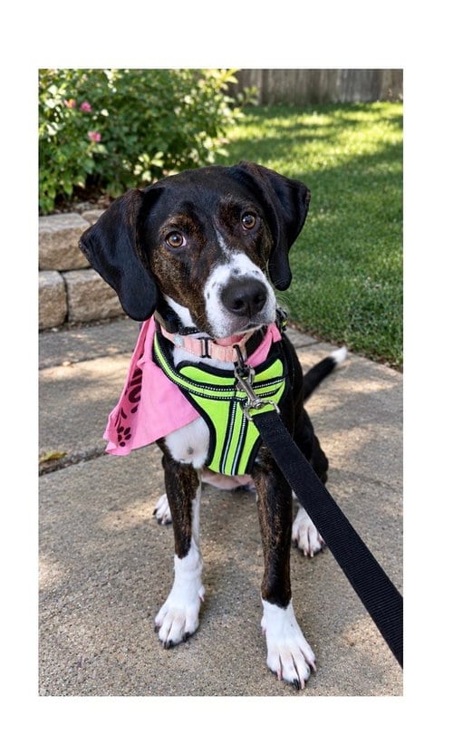 Photo of Ginny, adoptable Terrier in Mooresville, North Carolina