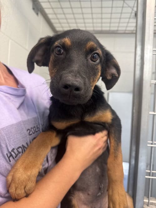 Photo of Stella, adoptable Shepherd in Hilton Head, South Carolina