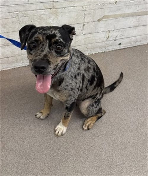 Photo of Ophelia, adoptable Pit Bull Terrier in San Bernardino, California