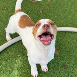 Photo of Negan 0912, adoptable Chihuahua Pointer in Loxahatchee, Florida