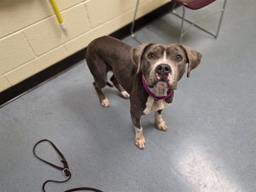 Photo of Hungry Hungry Hippo, adoptable American Pit Bull Terrier in Denver, Colorado
