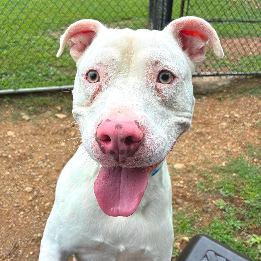 Photo of Ice, adoptable Mixed Breed (Medium) in Chattanooga, Tennessee