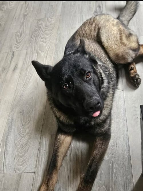 Photo of Hachy, adoptable German Shepherd Dog in Berlin, New Jersey