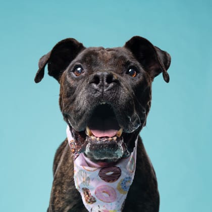Photo of Liva, adoptable dog in Atlanta, Georgia
