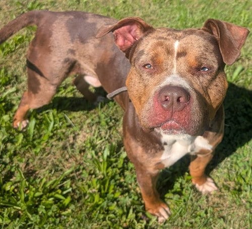 Photo of Pepe, adoptable Pit Bull Terrier in Akron, Ohio