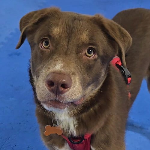 Photo of Stout, adoptable Unknown breed (medium coat) in Normal, Illinois