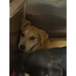 Photo of Pikachu, adoptable Mixed Breed (Medium) in Baton Rouge, Louisiana