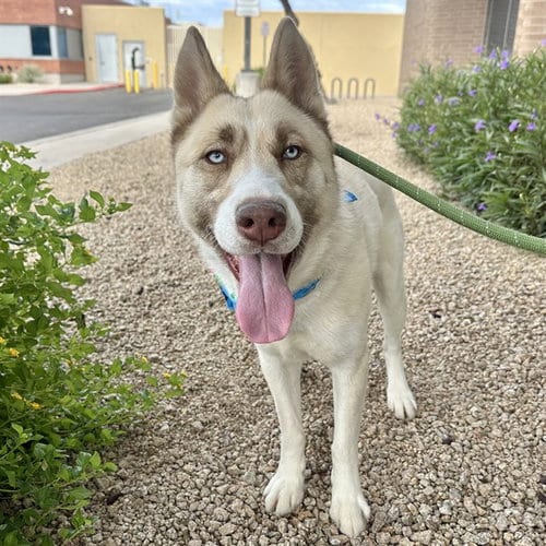 Photo of Lestatt, adoptable Siberian Husky in Mesa, Arizona